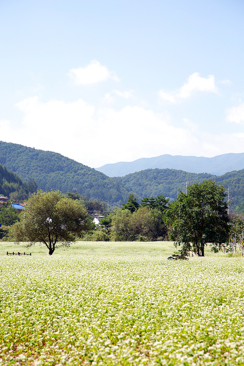 메밀꽃 축제 026