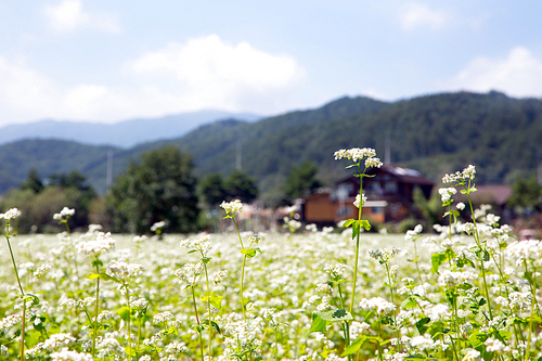 메밀꽃 축제 051