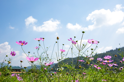 메밀꽃 축제 070