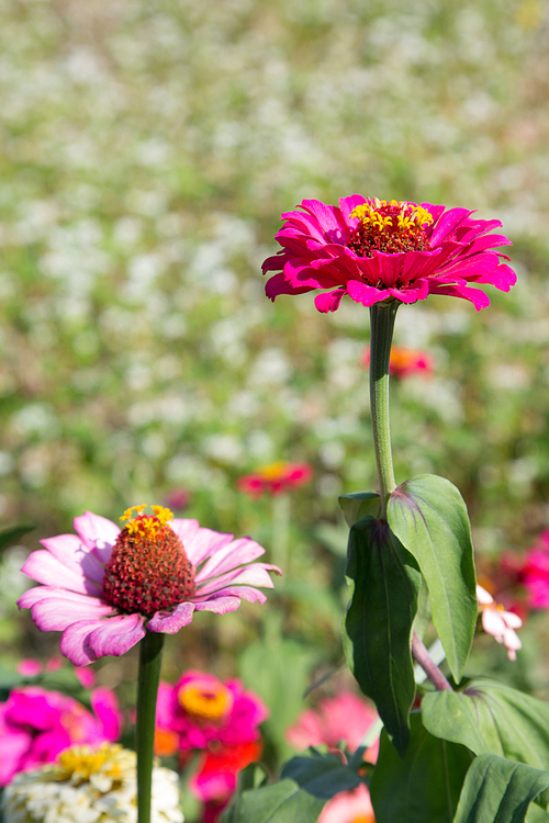 메밀꽃 축제 095