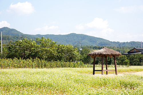 메밀꽃 축제 104