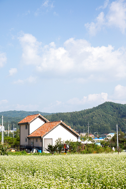 메밀꽃 축제 127