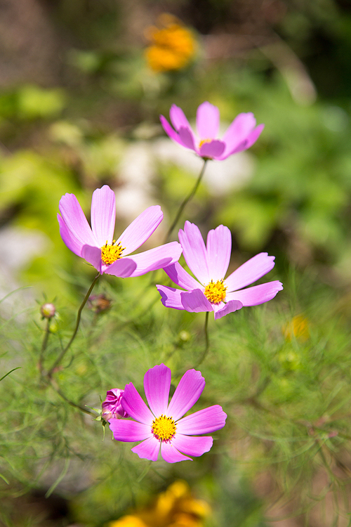 메밀꽃 축제 143