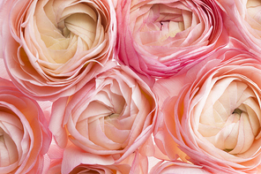 background&frame 227