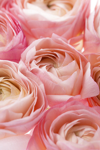 background&frame 228