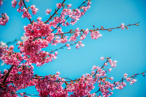 beautiful nature 018