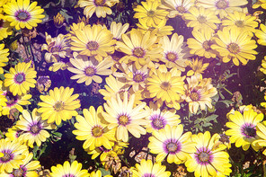 beautiful nature 023