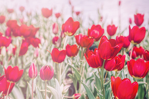 beautiful nature 041