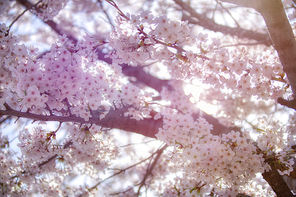 beautiful nature 060