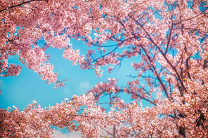 beautiful nature 062
