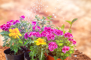 beautiful nature 072