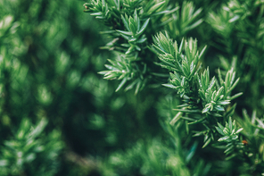 beautiful nature 077