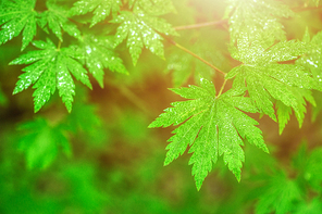beautiful nature 082