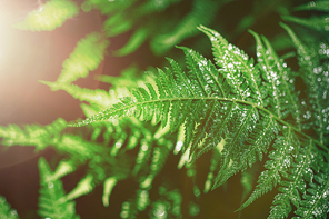 beautiful nature 083