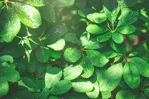 beautiful nature 085