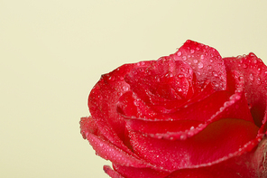 Flower 047