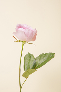 Flower 056