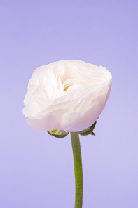 Flower 104