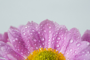 Flower 110
