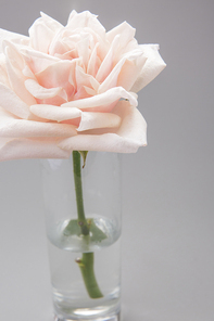 Flower 215