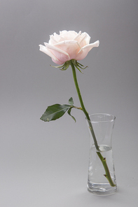 Flower 217