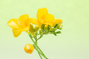 Flower 243