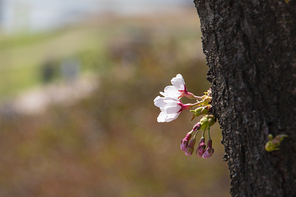 봄꽃 - 벚나무에 활짝 핀 벚꽃과 꽃망울들