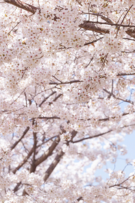 봄꽃 - 봄날 활짝 핀 벚꽃들