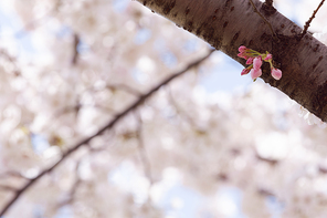 봄꽃 - 벚나무에 달려있는 벚꽃 꽃망울들