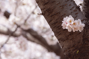 봄꽃 - 벚나무에 활짝 핀 벚꽃들