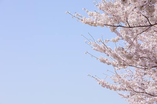 봄꽃 - 파란 하늘과 봄에 활짝 핀 벚꽃들