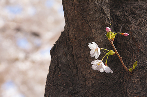 봄꽃 - 벚나무에 달려있는 벚꽃과 꽃망울들