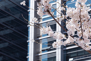 봄꽃 - 건물과 활짝 핀 벚꽃들