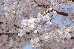봄꽃 - 파란 하늘과 봄에 활짝 핀 벚꽃들