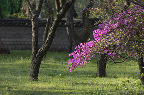 봄꽃 - 봄 햇살과 활짝 만개한 철쭉 꽃