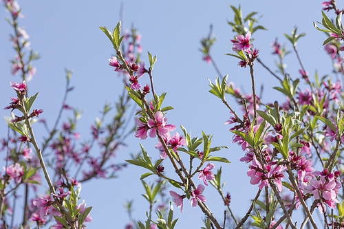 봄꽃 - 파란 하늘과 봄에 활짝 핀 복숭아나무 꽃들