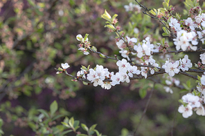 봄꽃 - 봄에 활짝 핀 앵두나무 꽃들