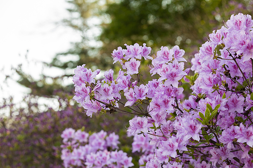 봄꽃 - 봄 햇살과 활짝 핀 철쭉 꽃