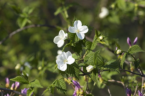 봄꽃 - 봄 햇살과 활짝 핀 병아리꽃나무 꽃