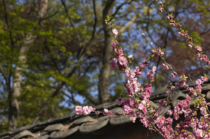 봄꽃 - 봄 햇살과 활짝 핀 겹벚나무 꽃