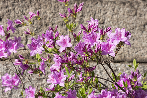 봄꽃 - 봄 햇살과 활짝 핀 철쭉 꽃