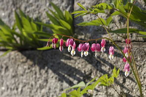 봄꽃 - 봄 햇살과 활짝 핀 금낭화 꽃
