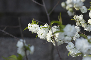 봄꽃 - 봄 햇살과 활짝 핀 장미조팝꽃