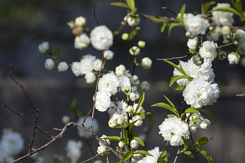 봄꽃 - 봄 햇살과 활짝 핀 장미조팝꽃