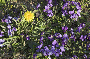봄꽃 - 봄 햇살과 활짝 핀 제비꽃과 민들레