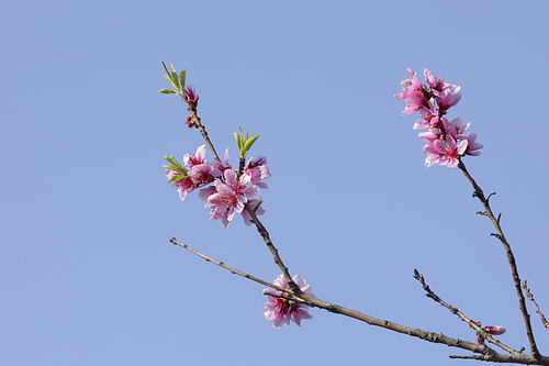 봄꽃 - 파란 하늘과 봄에 활짝 핀 복숭아나무 꽃들