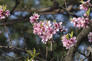 봄꽃 - 봄 햇살과 활짝 핀 복숭아나무 꽃들