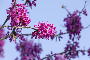 봄꽃 - 파란 하늘과 봄에 활짝 핀 박태기나무 꽃들
