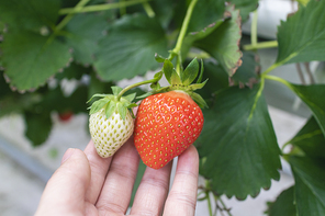 상큼 달콤 딸기농장 - 손 위에 올려 놓은 잘 익은 딸기와 덜 익은 딸기