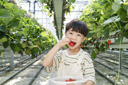 상큼 달콤 딸기농장 - 딸기 농장에서 잘 익은 딸기를 먹는 즐거운 어린이